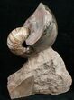 Fossil Nautilus From France - Very Colorful #10973-2